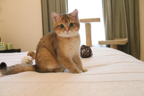 Неправильное применение капель опасно для кошек — ветеринары