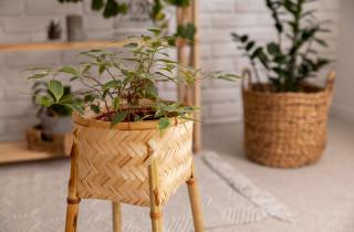 Плектрантусы создают пышные декоративные композиции для кашпо — Анастасия Гулис