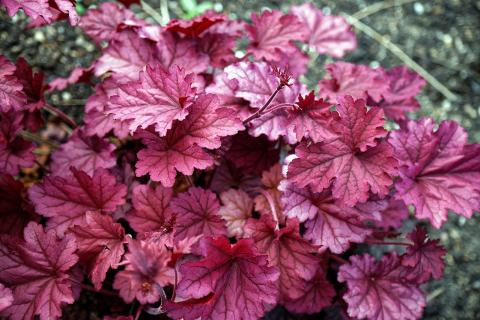 Лилейники в цветниках заменяют гейхерами ради листвы — садоводы