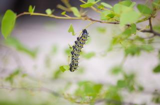 Садоводы обрезают поврежденные побеги для уменьшения популяции клещей — специалисты