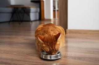 Смешанное кормление кошки с паштетом поддерживает баланс питания – Wamiz