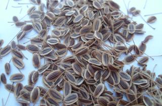 Проверка всхожести семян снижает расходы на посевной материал — агроном