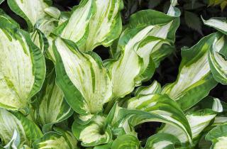 Агроном Кэти Бартон: опавшие листья хосты вызывают гниль корней