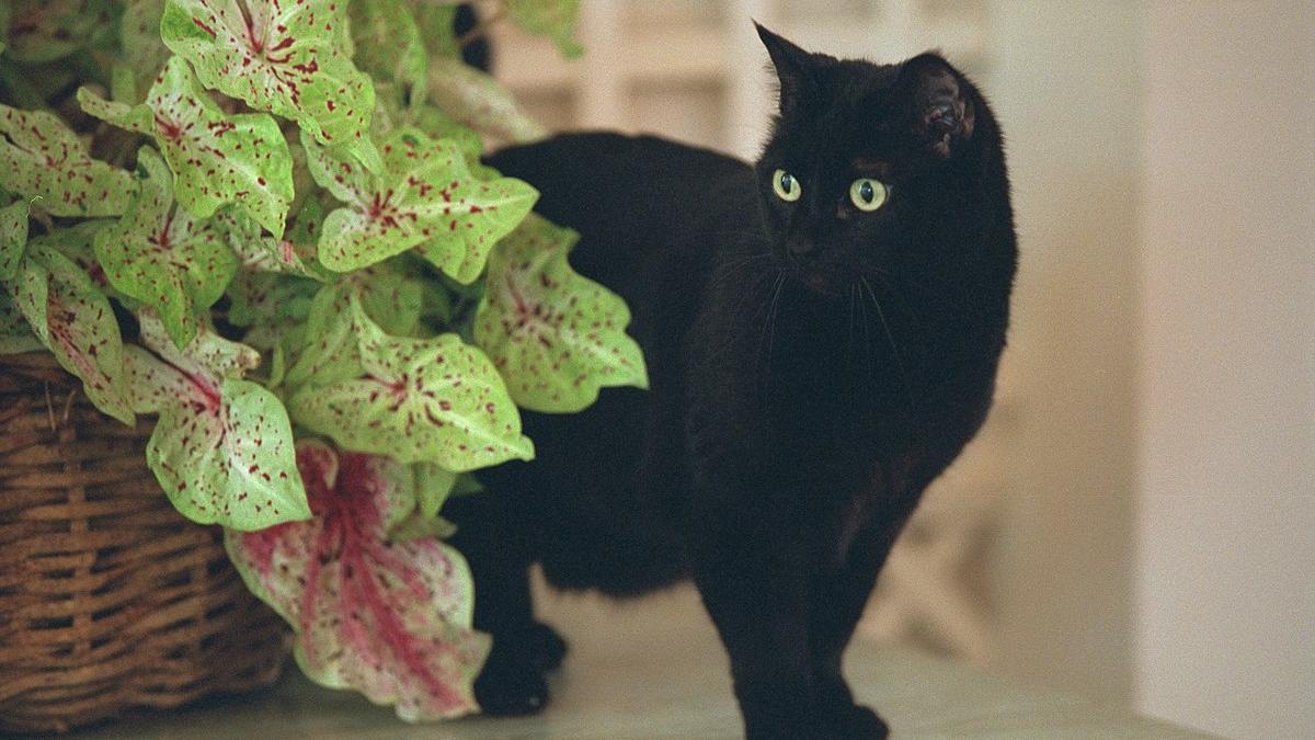 Кот Кот