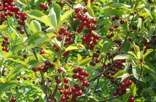 Эксперты: совместная посадка вишни и сливы повышает риск монилиоза