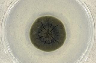 Чернобыльские грибы показали рост под радиацией — учёные