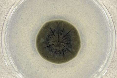 Чернобыльские грибы показали рост под радиацией — учёные