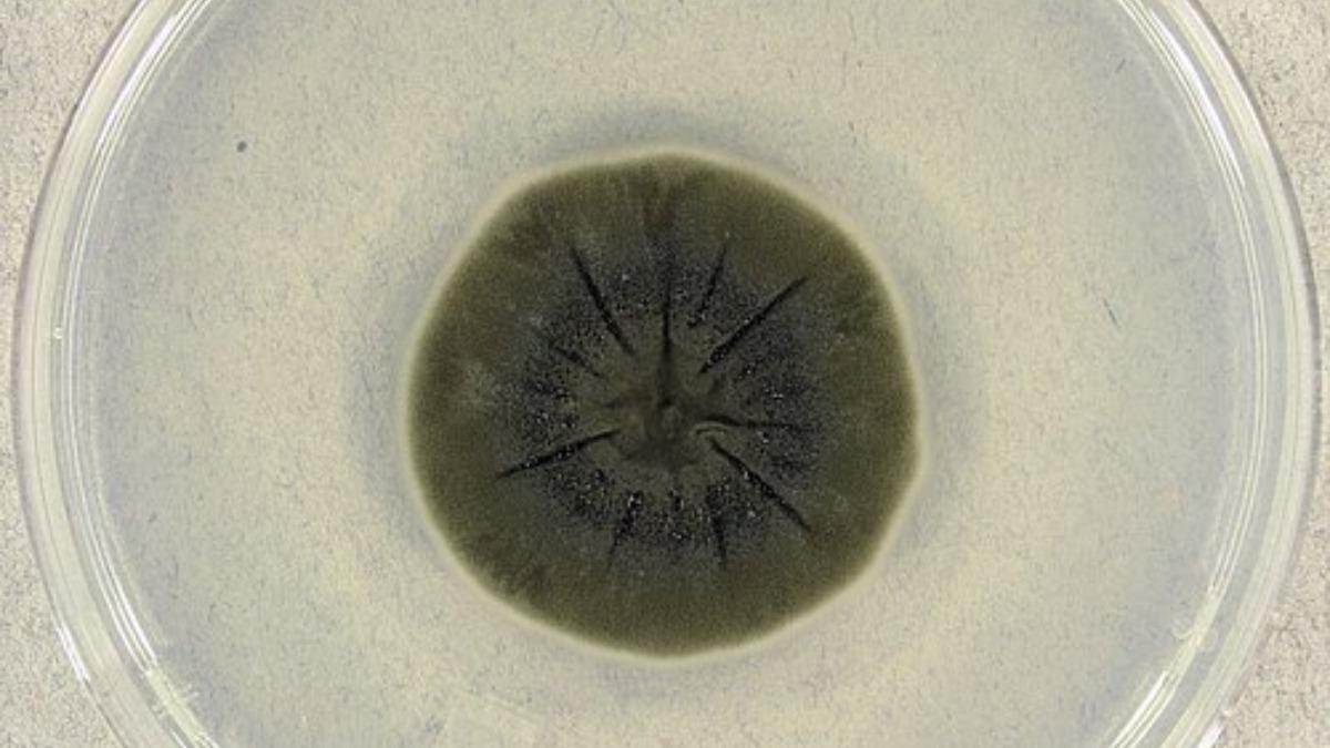 гриб Cladosporium sphaerospermum