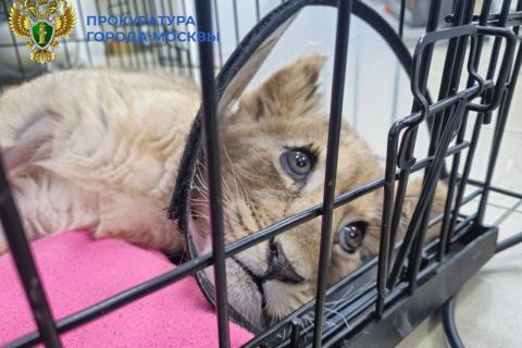 Блогер Эсам Шенино держит львёнка в квартире в Красногорске — РИА Новости