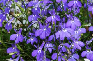 Поздний посев лобелии снижает риски вытяжки — агрономы