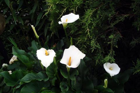 Свет без прямых лучей сохраняет листья каллы зелёными