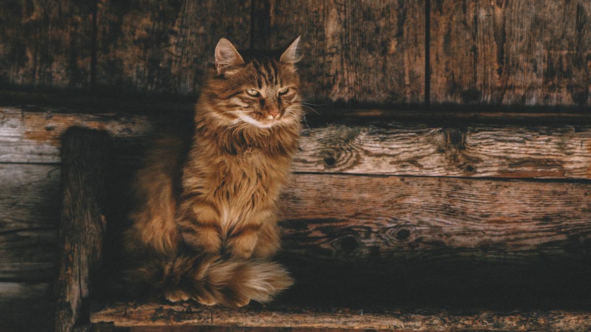 Коричневый персидский кот на лестнице