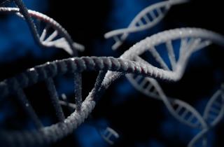 Образ жизни влияет на продолжительность жизни на 60% через теломеры и стресс