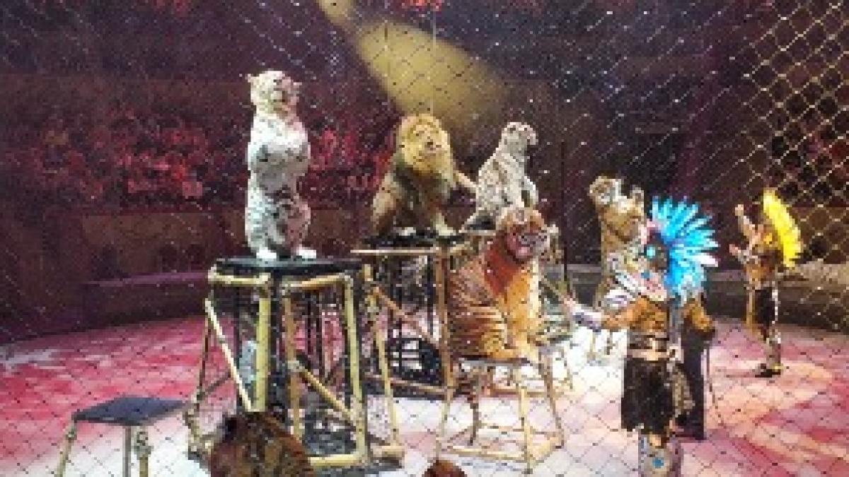 Программа «Страшная сила» в Большом Санкт-Петербургском государственном цирке 66