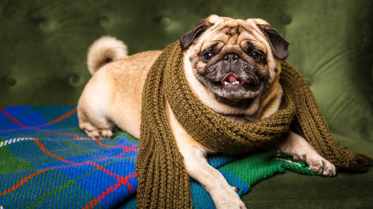 Мопс на диване