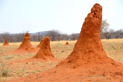 Термиты создали уникальную систему защиты грибных ферм с помощью почвенных микробов