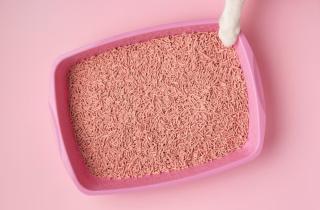 Кошки отказываются от лотка при стрессе — ветеринары