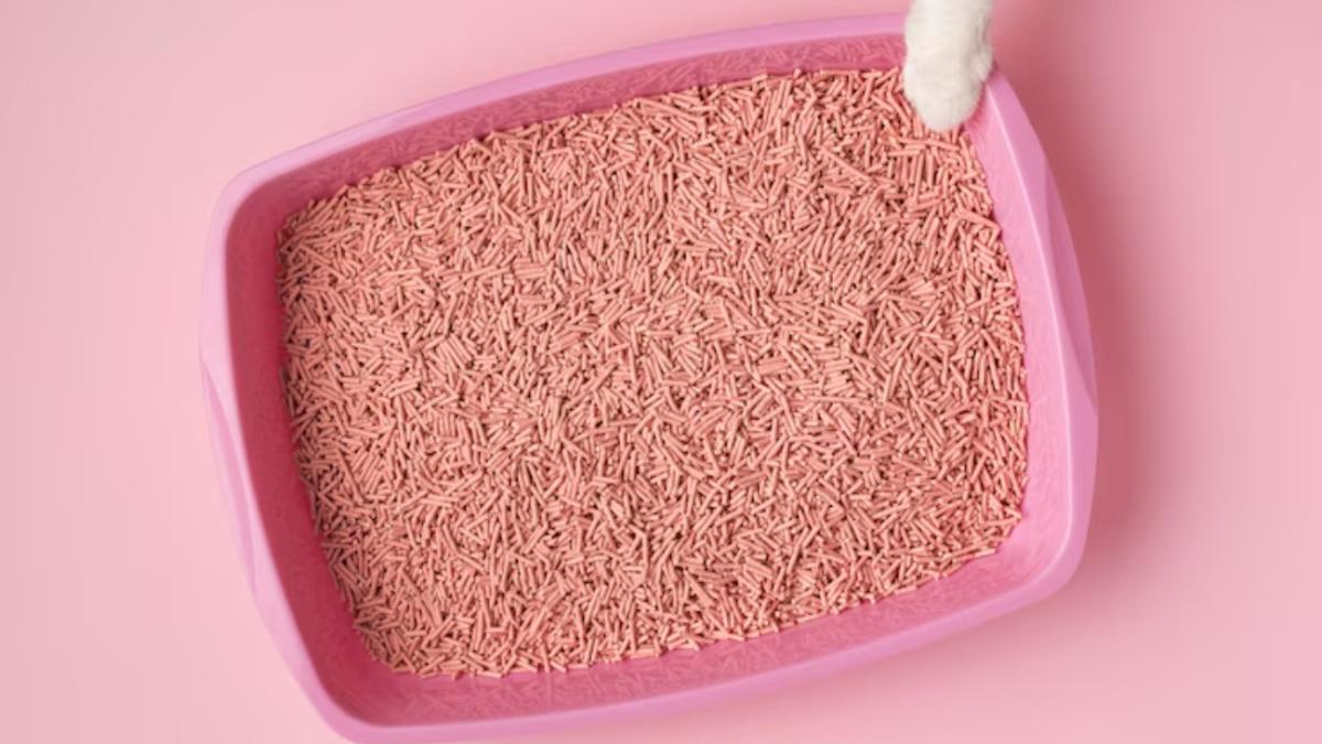 Кошачий лоток