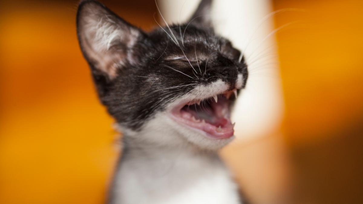 Мяукающий котенок