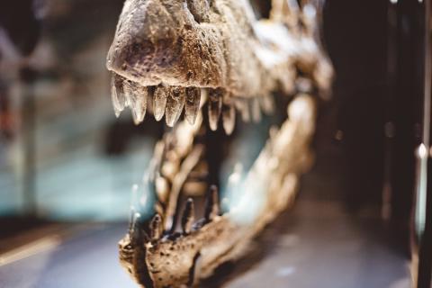 Палеонтолог Майкл Бентон сообщил о создании 3D-модели челюсти теропода Newtonsaurus cambrensis