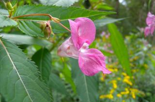 Ботаник Лу Сидей: недотрога гибнет при температуре ниже +10 °C