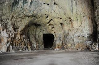 Лес, которого больше нет: в пещере нашли птиц и лягушек, исчезнувших задолго до человека