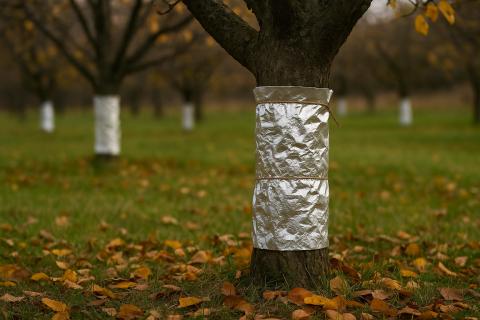 Доктор Салаи: цветочные почки теряют морозостойкость во время оттепелей