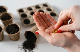 Семена могут принести болезнь в грунт — один шаг перед посевом решает половину проблем