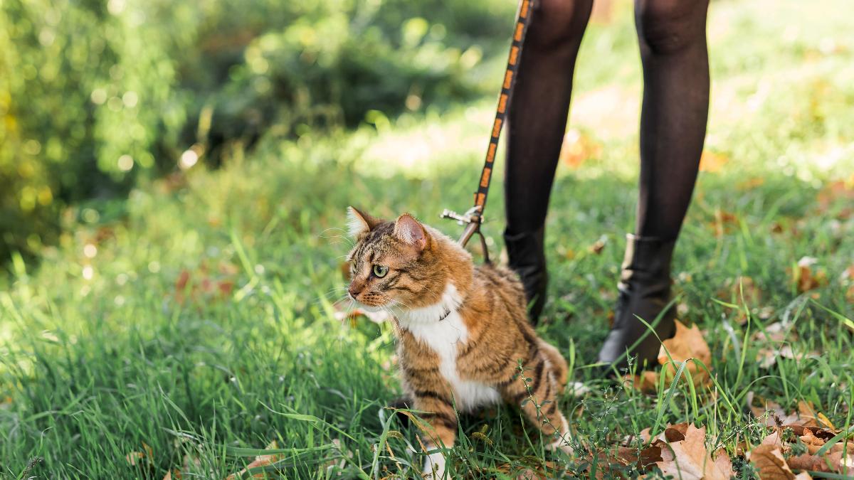 Кошка гуляет на шлейке Кошка гуляет на шлейке