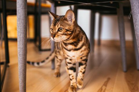 Уши как локаторы: бытовой шум превращает жизнь домашней кошки в бесконечный сеанс хоррора