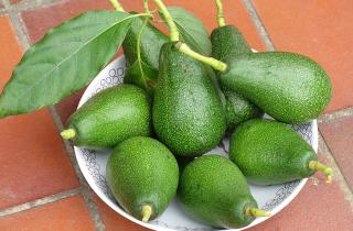 Регулярное употребление авокадо улучшает липидный профиль крови — NSC Total