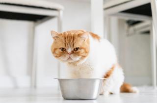 Миска на замке — здоровье под ударом: привычное место для воды внезапно стало опасным для кошки