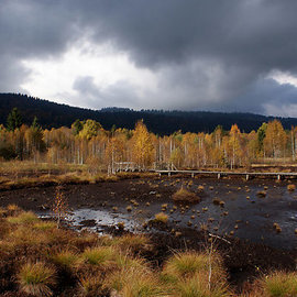 Ученые провели исследование о влиянии болот на климат