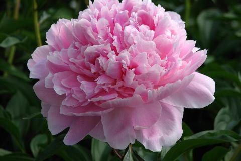 Пока соседи жалуются, что пионы не цветут, мои уже рассыпают лепестки — секрет в одной осенней хитрости