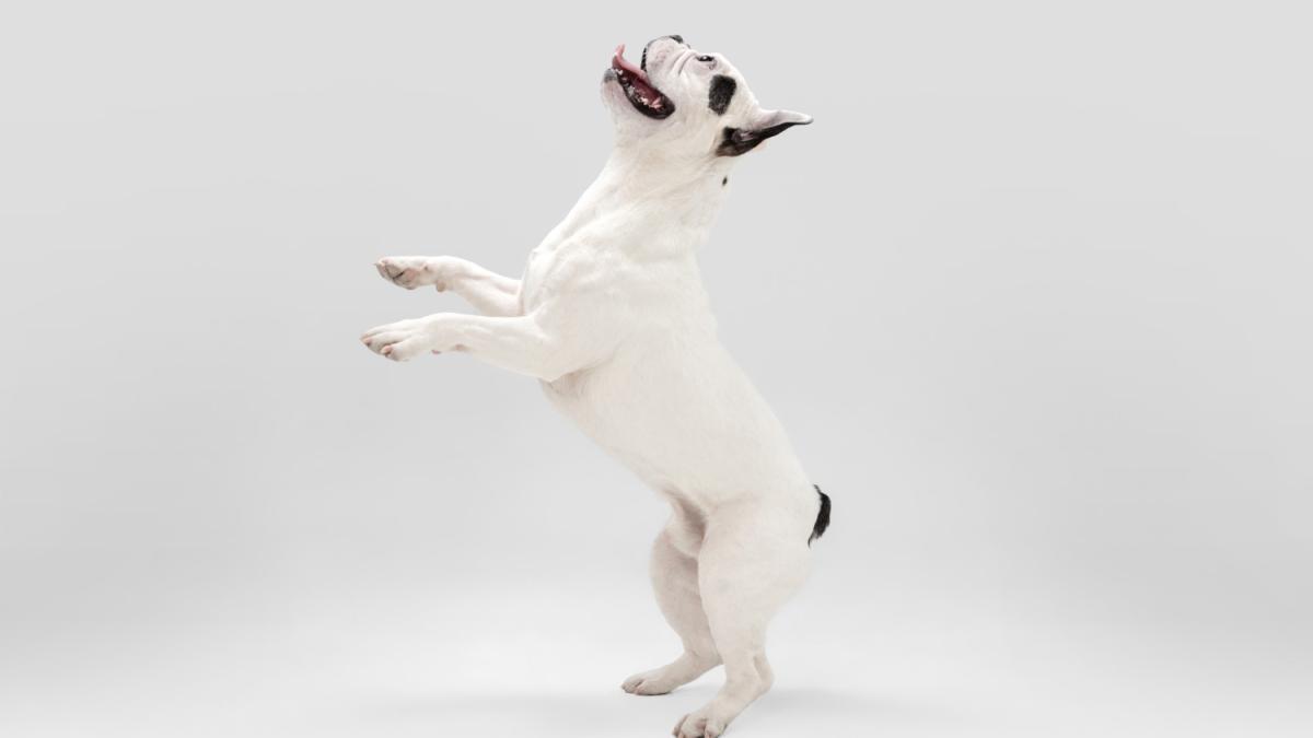 Собака танцует