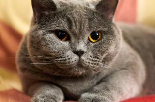 Весёлые мордочки за окном: как недорогой уход за британскими кошками уберёт их от ветеринарных проблем