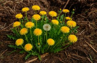 Одуванчик улучшает циркуляцию лимфы и снижает отёки — учёные