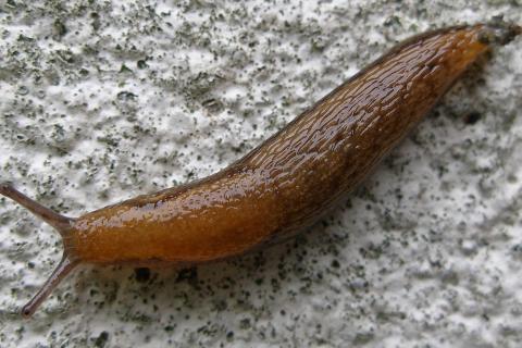 Испанский слизень отличается яркой окраской и высокой плодовитостью — садоводы