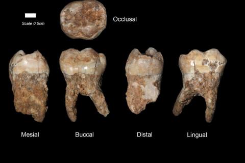Кунсткамера выявила у зуба из Сочи признаки, не относящиеся к Homo sapiens и неандертальцам