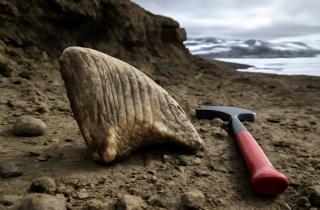 Арктика сохранила скелет древнего носорога возрастом двадцать три миллиона лет — Даниэль Фрейзер