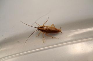 Цитрусовый запах снижает активность тараканов на 80 % уже после первой обработки