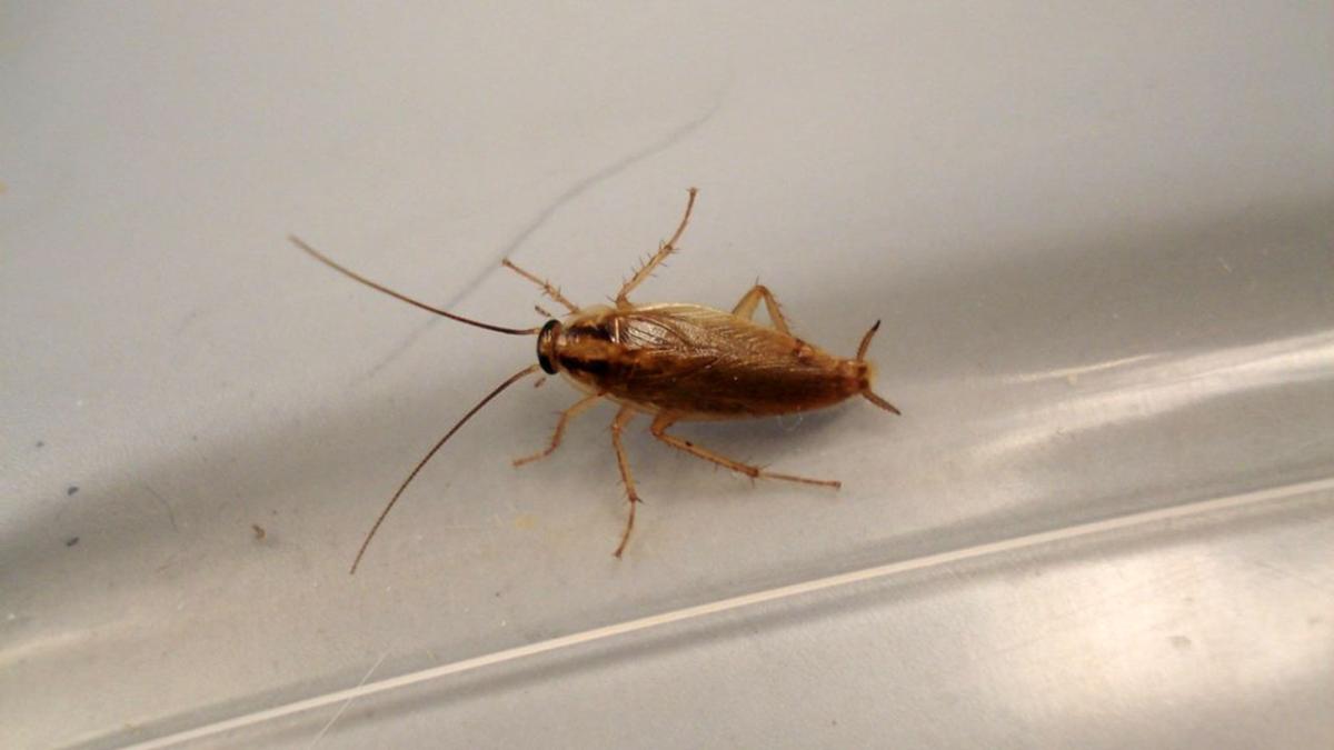 Рыжий таракан