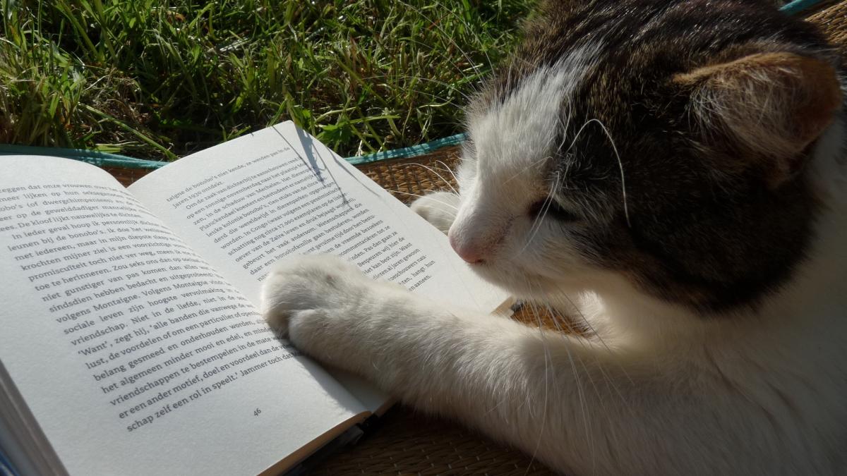 Кот читает книгу