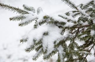 Упрощённый зимний фотосинтез помогает сосне сохранять хлорофилл — NC