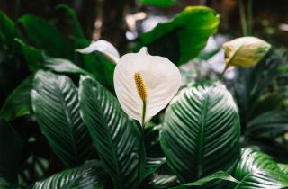 Мирную лилию удобряют 2–3 раза за сезон активного роста — House Digest