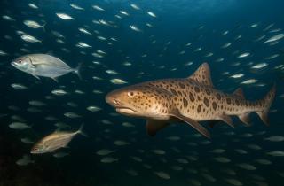 Закись азота выделяется морскими микробами даже в кислородных водах океана — Клаудия Фрей