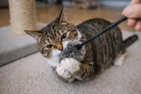 Ритуал перед финальным броском: кошачьи игры с добычей оказались древней тактикой самообороны