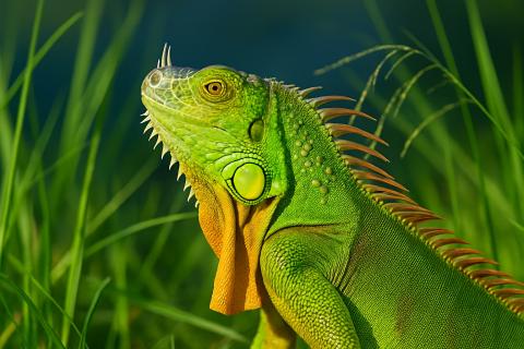 Фекалии игуан становятся источником вспышек сальмонеллёза — эпидемиолог Ричард Милтон