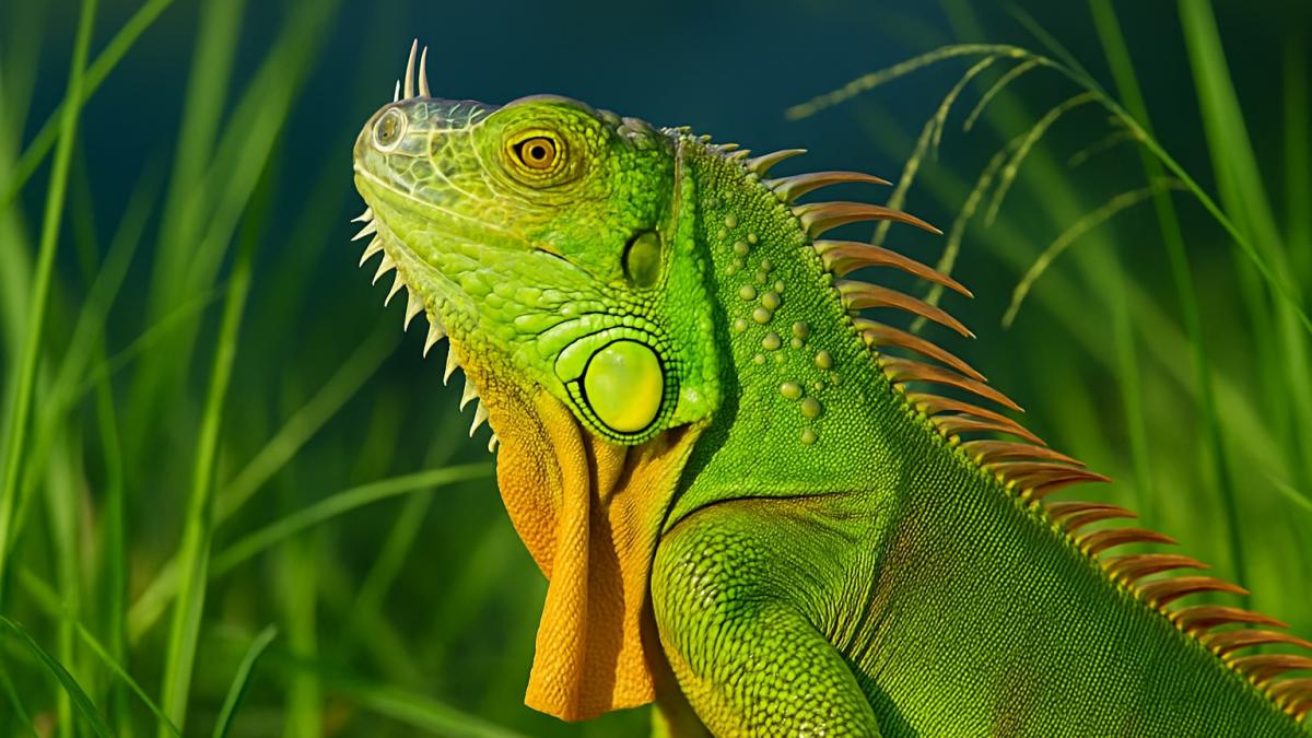 Зелёная игуана