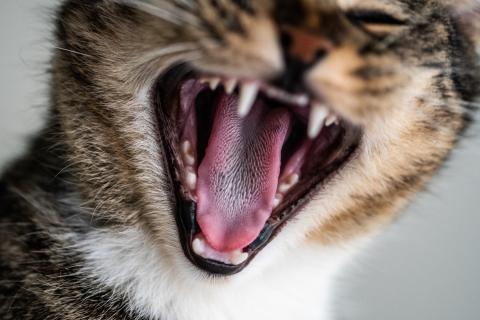 Некоторые болезни передаются через укусы и царапины кошек
